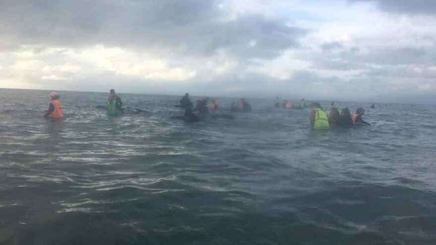 Voluntarios con chalecos salvavidas dentro del mar asisten a ballenas varadas durante una operación de rescate.