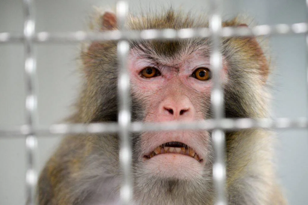 Macaco rhesus con expresión tensa mira a cámara desde detrás de los barrotes metálicos de una jaula de laboratorio.