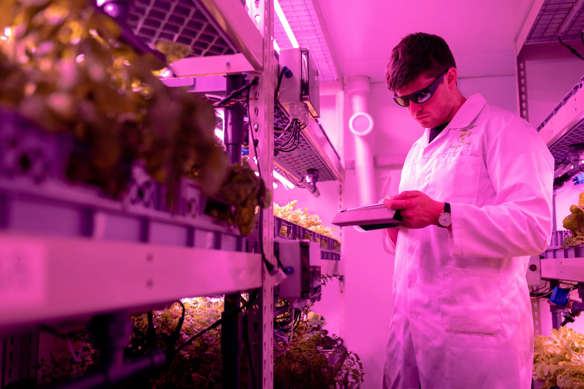 Técnico con bata blanca y gafas protectoras revisa datos en una tablet dentro de una granja vertical iluminada con luz LED rosada.