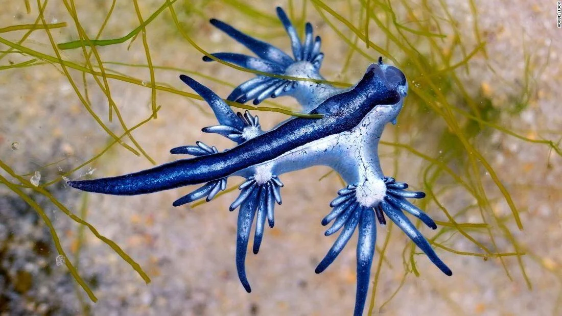 Glaucus atlanticus, conocido como dragón azul, molusco nudibranquio de color azul metálico con tentáculos ramificados, sobre arena y algas.