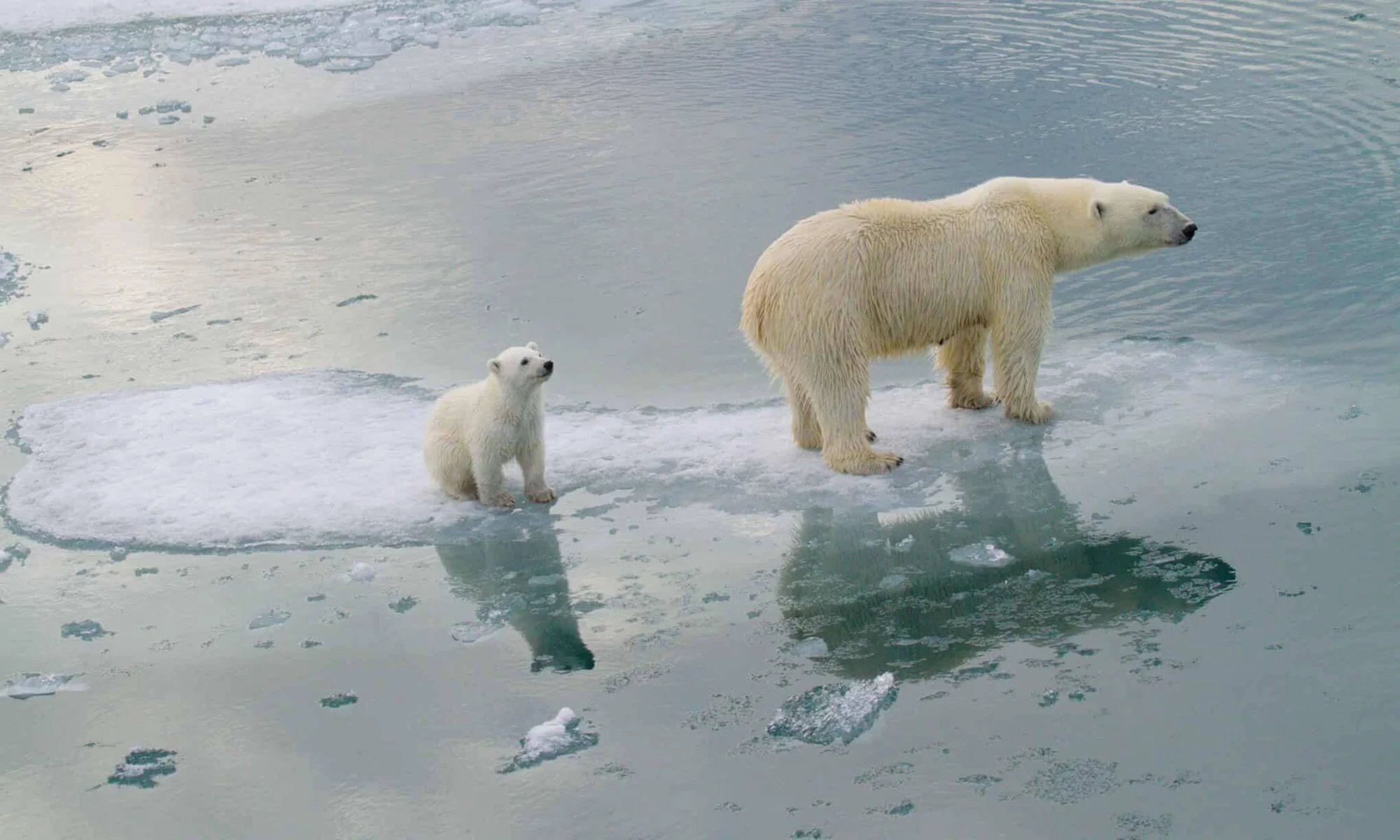 Una osa polar adulta y su cachorro sobre un pequeño trozo de hielo marino rodeado de agua ártica derretida.