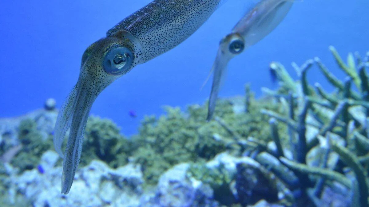 Dos calamares nadan sobre un arrecife de coral en aguas azules poco profundas.