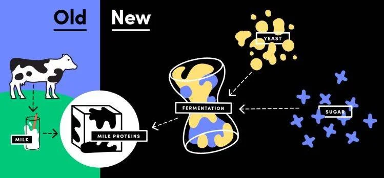 Diagrama comparativo: método tradicional con vaca y leche frente al nuevo método que usa levadura y azúcar en fermentación para obtener proteínas lácteas.