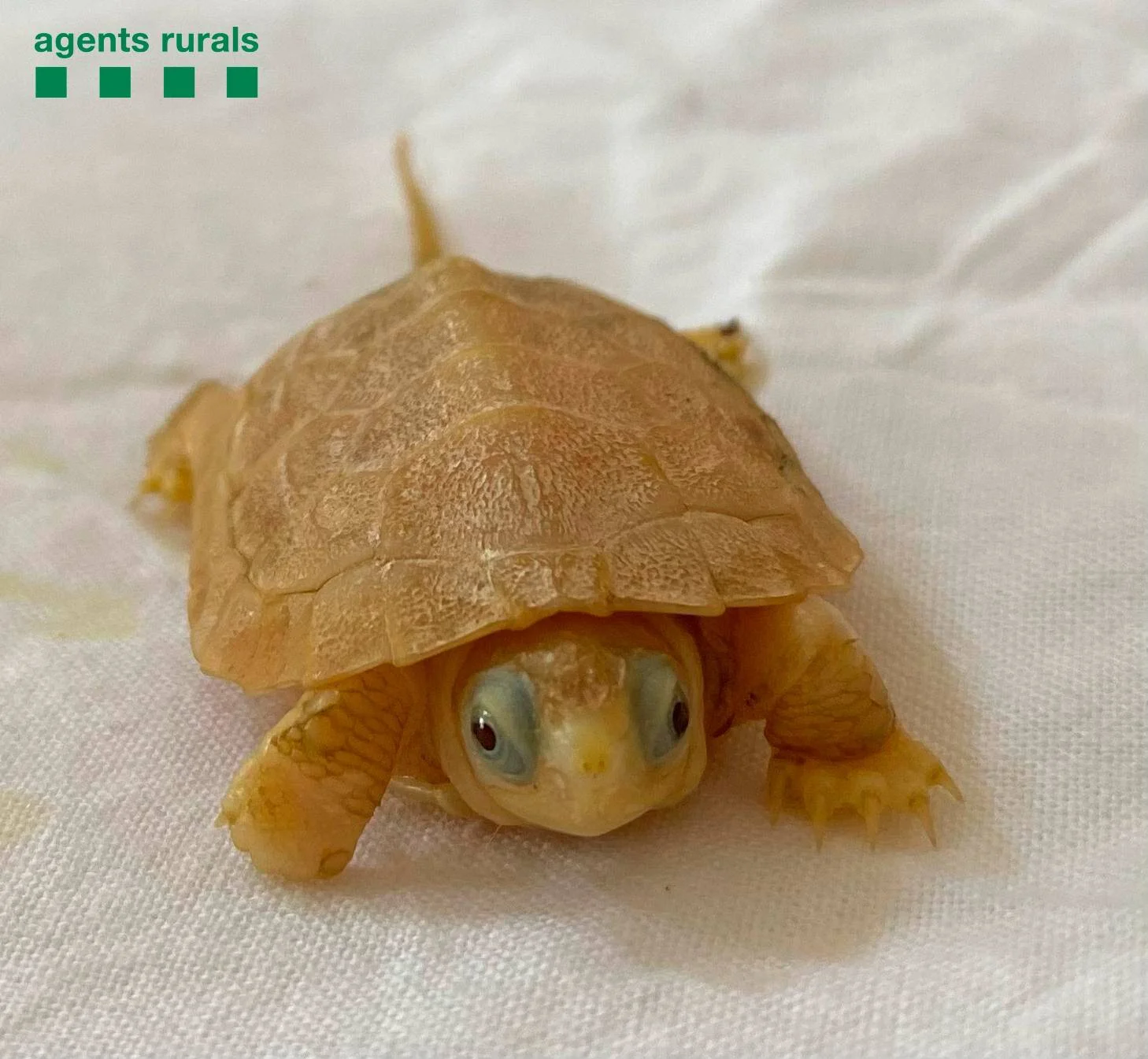 Cría de tortuga albina de color dorado con ojos rojizos, intervenida por los Agents Rurals de Cataluña.
