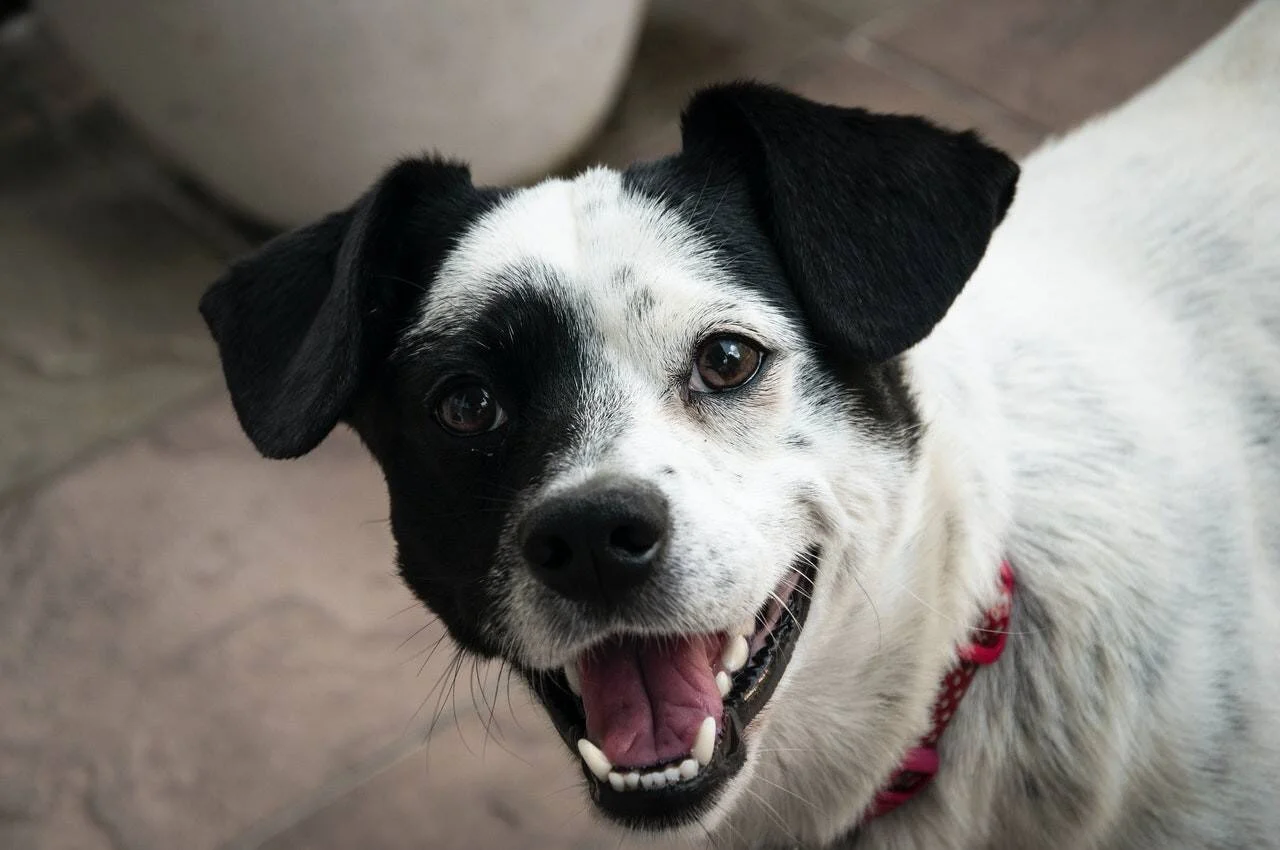 Perro de pelaje blanco y negro con orejas caídas mira a la cámara con la boca abierta y expresión alegre.