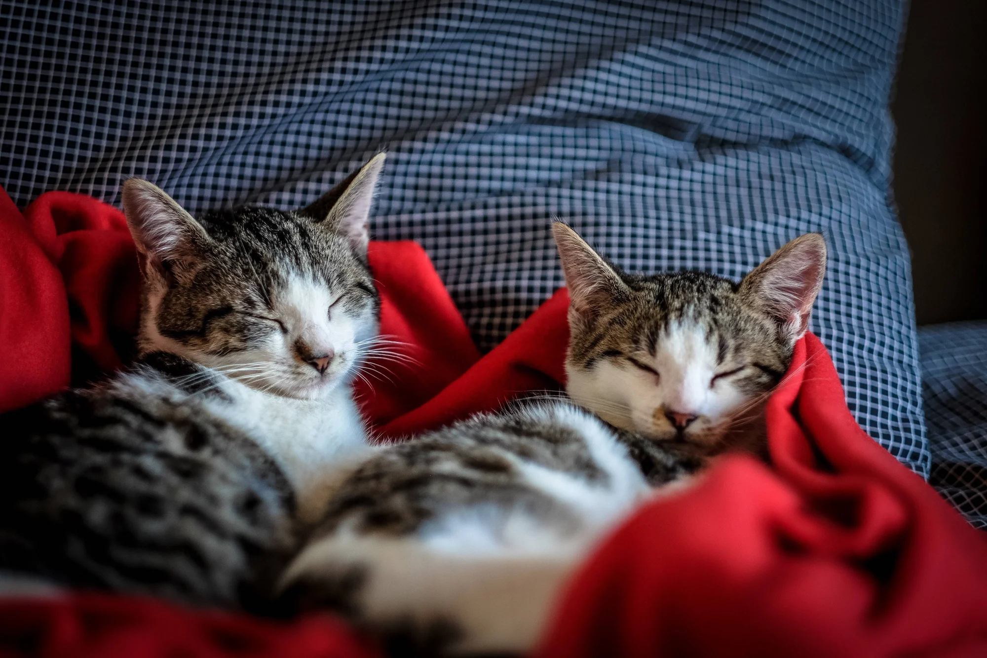 Dos gatos atigrados de pelaje gris y blanco duermen juntos acurrucados bajo una manta roja sobre una cama a cuadros.