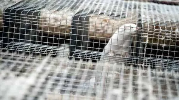Visones blancos y oscuros encerrados en jaulas metálicas de malla en una granja de pieles.