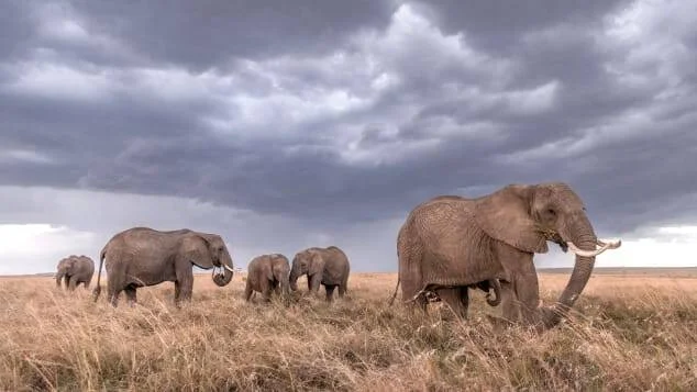 Grupo de elefantes africanos, incluyendo crías, caminando en fila por la sabana bajo un cielo tormentoso.