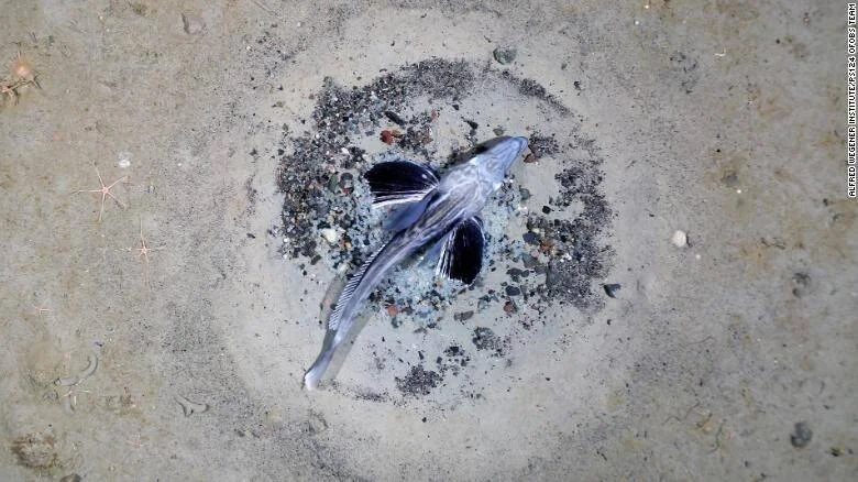 Un pez yace sobre el fondo marino arenoso rodeado de sedimento oscuro y fragmentos de roca, con pequeñas estrellas de mar visibles alrededor.