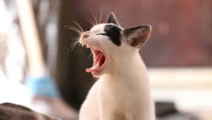 Gato joven blanco con manchas negras bostezando con la boca completamente abierta y los ojos cerrados.