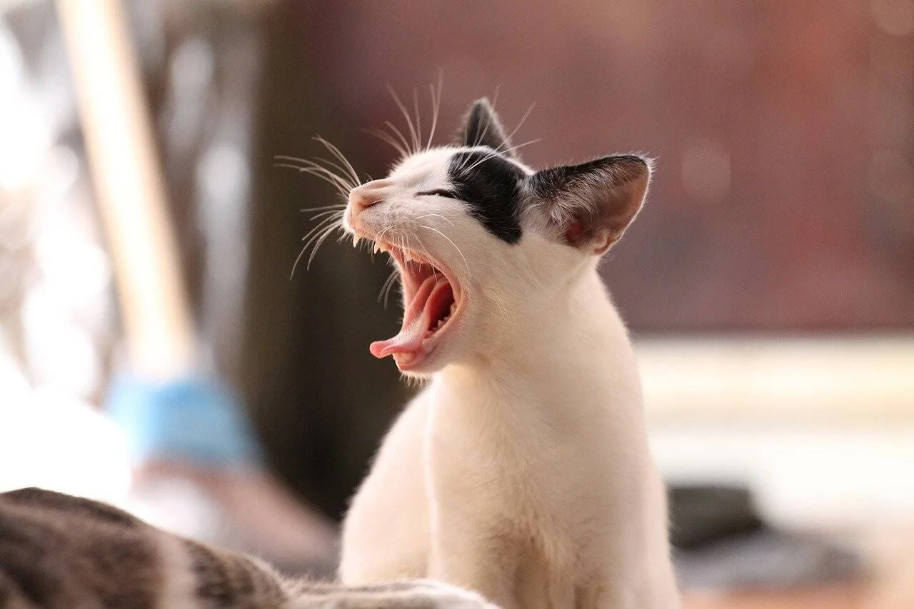 Gato joven blanco con manchas negras bostezando con la boca completamente abierta y los ojos cerrados.