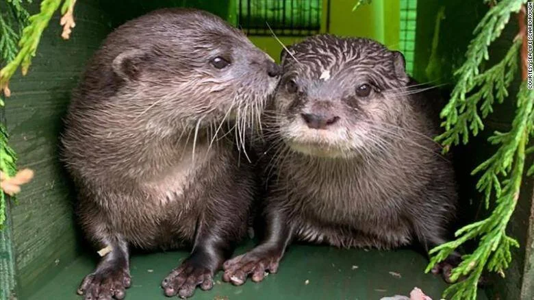 Dos nutrias de río mojadas juntas en un recinto verde, una de ellas acercando el hocico a la otra.