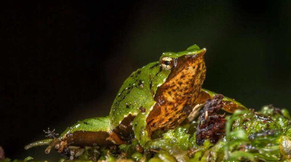 Rana con dorso verde y flancos anaranjados moteados posada sobre musgo húmedo en fondo oscuro.