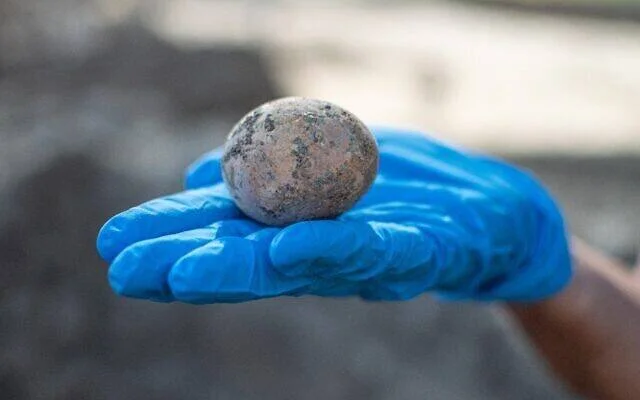 Mano con guante azul sostiene un huevo de gallina milenario hallado en excavación arqueológica.