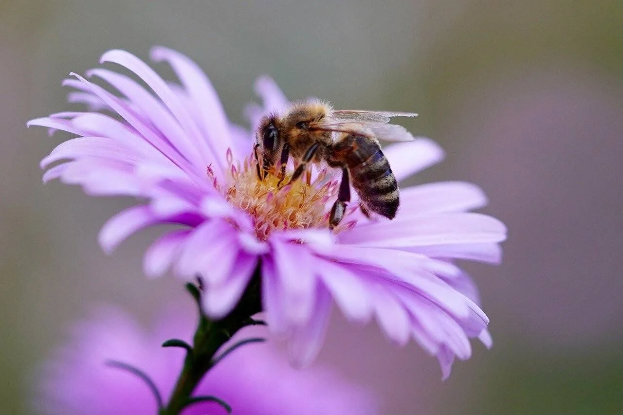 Una abeja melífera poliniza el centro amarillo de una flor de aster de pétalos lilas en primer plano.