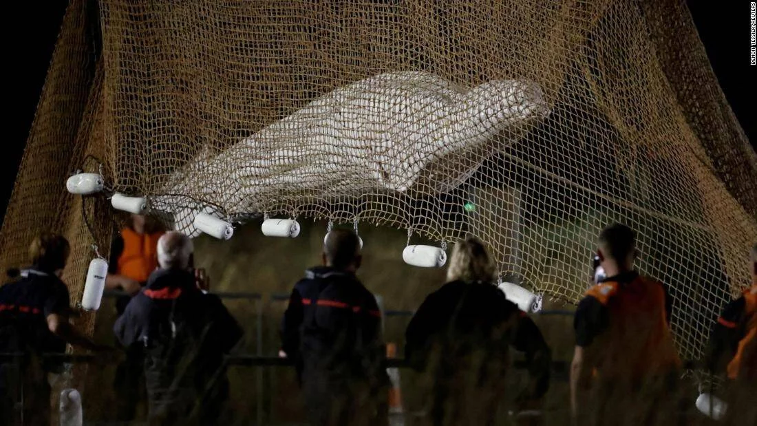 Un beluga blanco suspendido en una red de pesca durante una operación de rescate nocturna, observado por varios equipos de emergencia.