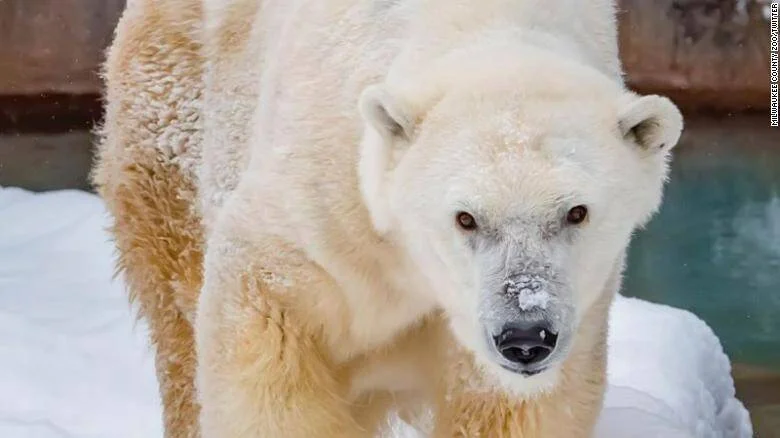 Oso polar de pelaje blanco con nieve en el hocico mirando directamente a la cámara en un recinto con nieve.