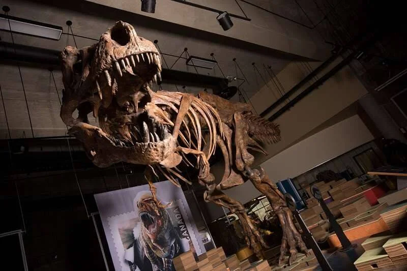 Esqueleto casi completo de Tyrannosaurus rex exhibido en un museo, con un cartel ilustrativo al fondo.