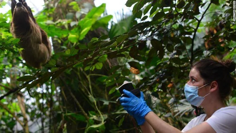 Cuidadora con mascarilla y guantes fotografía con su teléfono a un perezoso colgado de una rama en recinto tropical.