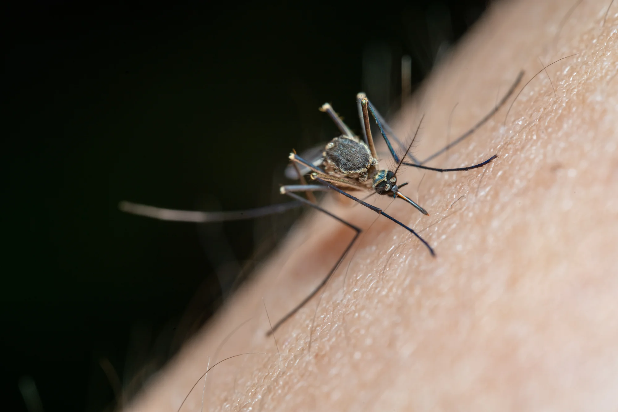 Mosquito posado sobre piel humana insertando su trompa para succionar sangre, visto en primer plano detallado.