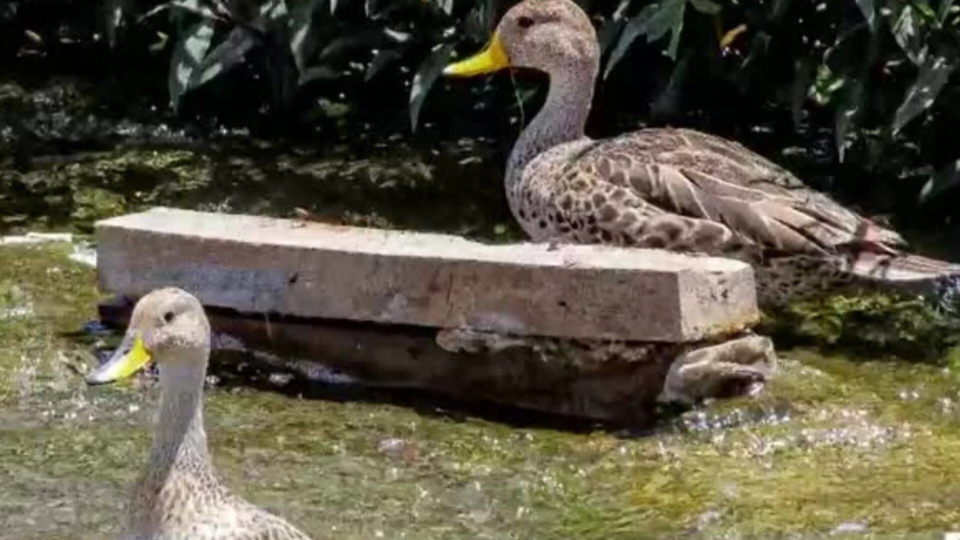 Dos patos moteados con pico amarillo, uno posado sobre una piedra y otro en el agua de un estanque con vegetación.