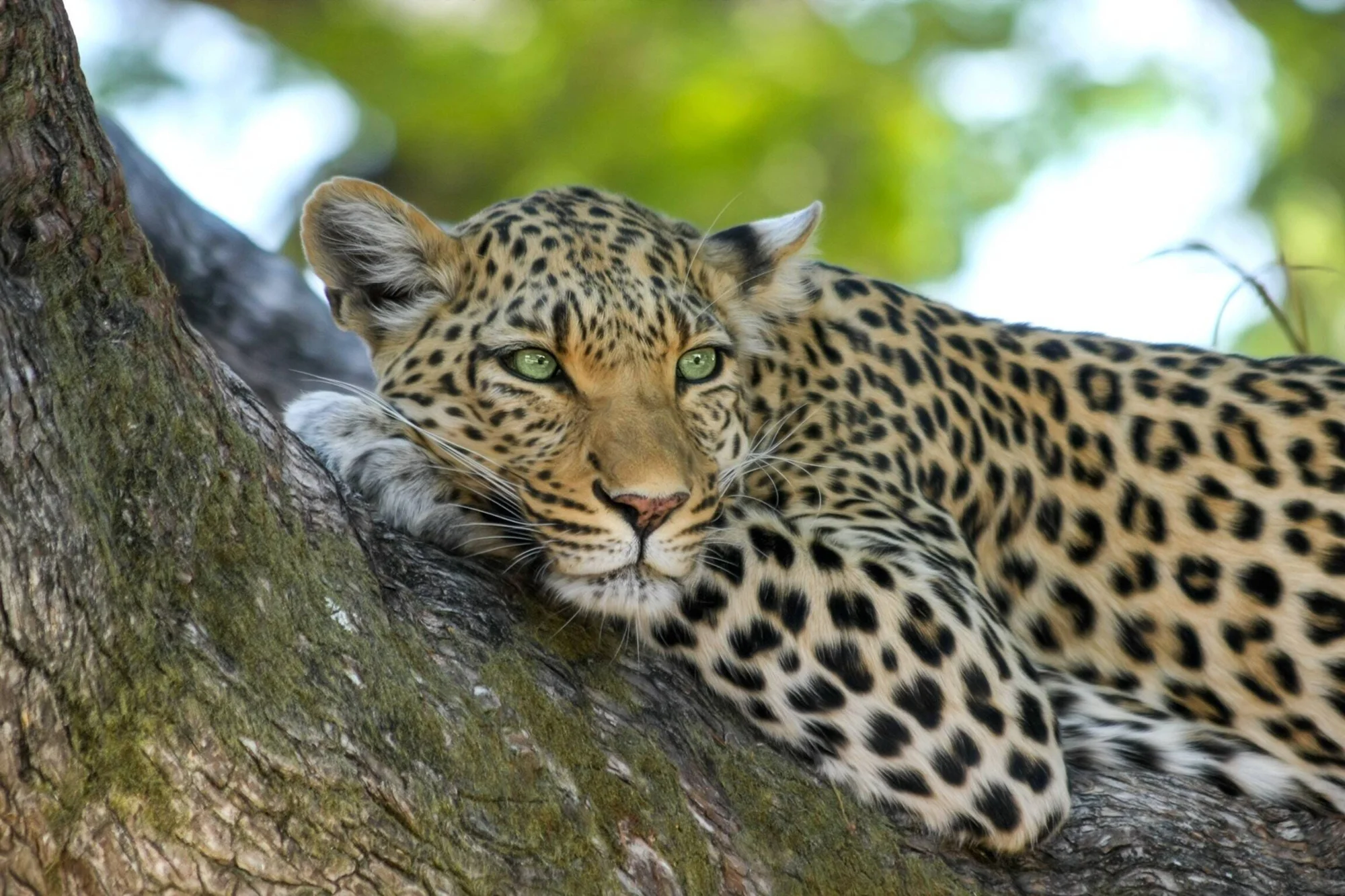 Leopardo de ojos verdes recostado sobre una rama de árbol, mirando directamente a la cámara.