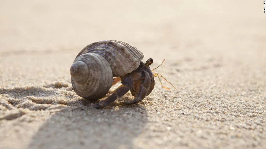 Cangrejo ermitaño con su caracol caminando sobre arena de playa a nivel del suelo.