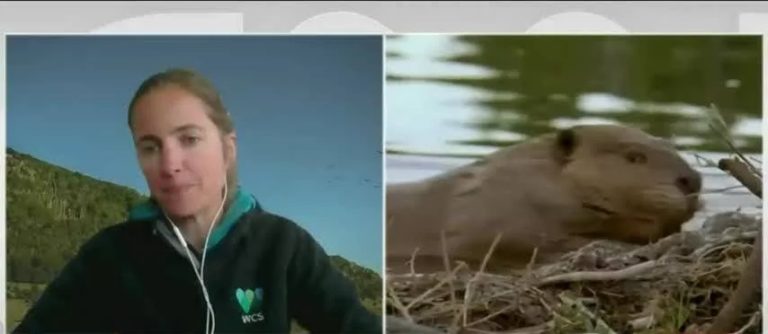 Pantalla dividida: mujer con auriculares y logo WCS en exterior patagónico, junto a imagen de un castor en orilla de río.