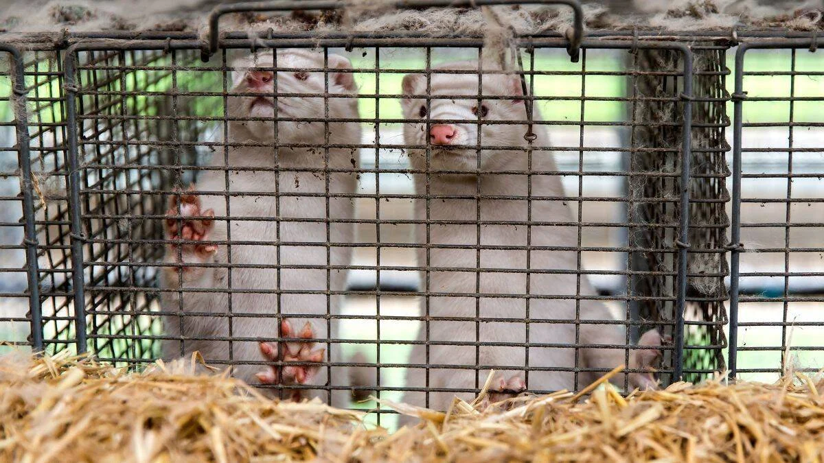Dos visones blancos encerrados en una jaula metálica sobre paja en una granja de pieles.