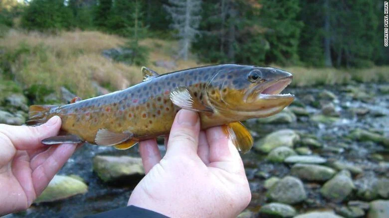 Pescador sostiene una trucha marrón con manchas rojas frente a un río pedregoso rodeado de árboles.