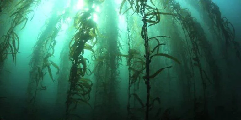 Algas kelp gigantes se elevan desde el fondo marino mientras la luz solar se filtra a través del agua turquesa.