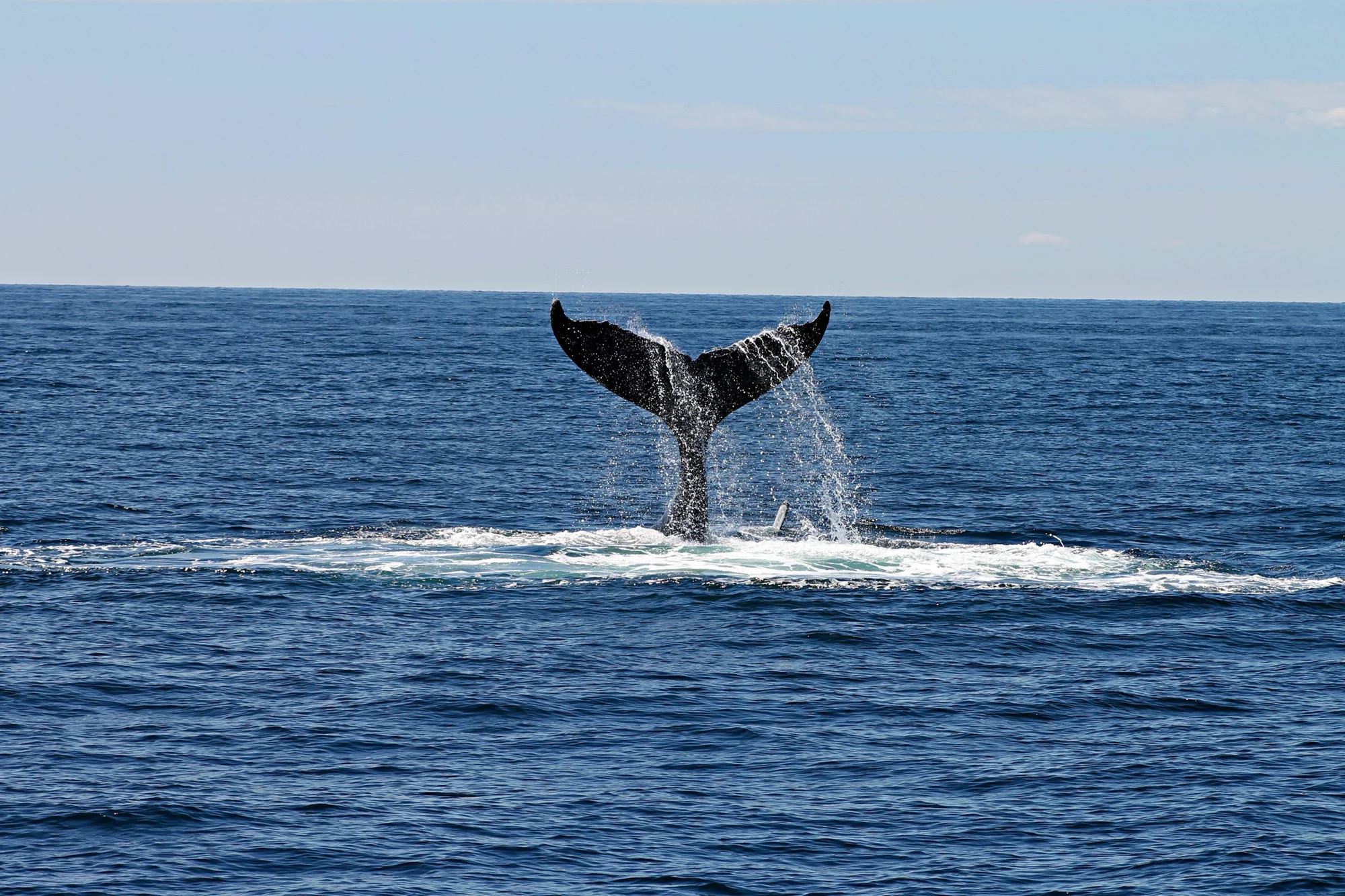 Cola de una ballena sobresaliendo del mar con salpicaduras de agua antes de sumergirse en aguas abiertas.