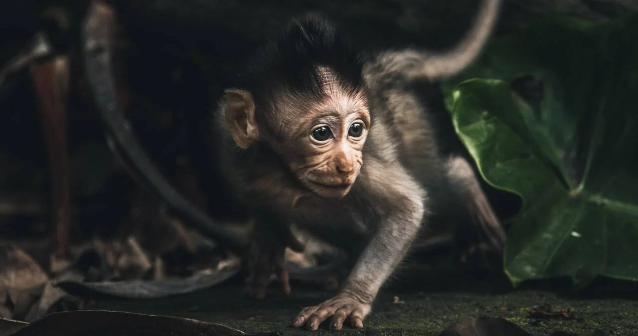 Pequeño mono bebé gateando sobre el suelo entre hojas en un entorno de selva oscuro y húmedo.