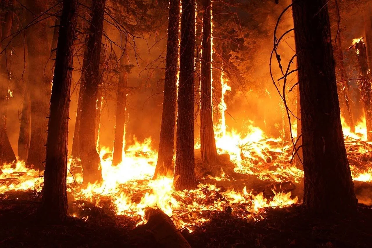 Intenso incendio forestal consume la vegetación del suelo entre altos árboles, con llamas naranja iluminando la oscuridad.