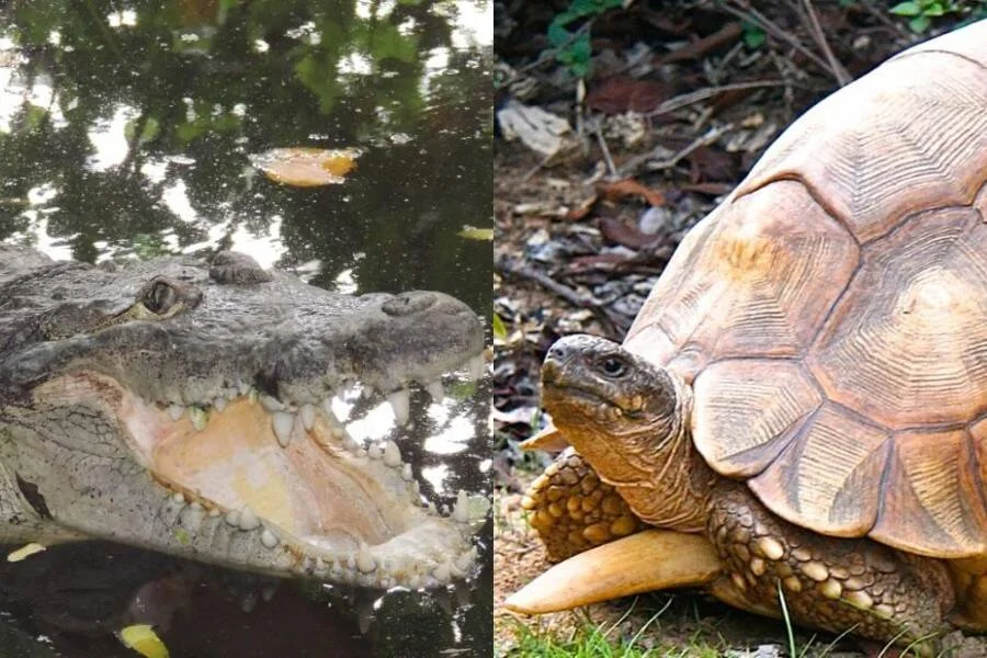 Collage de un cocodrilo con la boca abierta en el agua y una tortuga terrestre de caparazón marrón sobre tierra.