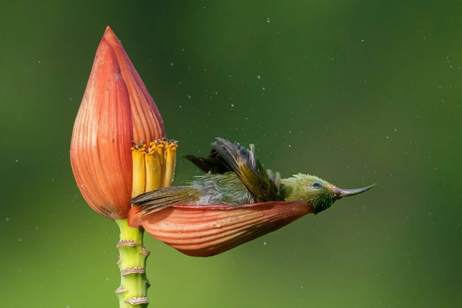 Pequeño pájaro nectarino de plumaje verde y amarillo descansa sobre un pétalo de flor de banano roja mientras cae lluvia a su alrededor.