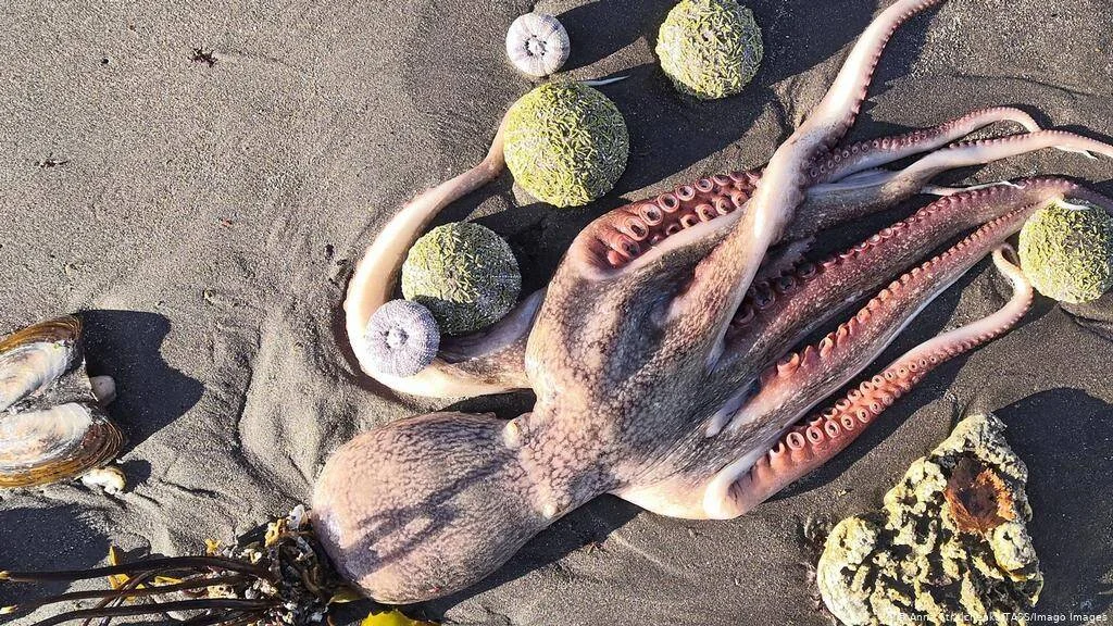 Pulpo muerto sobre arena de playa rodeado de erizos de mar verdes, conchas y rocas.