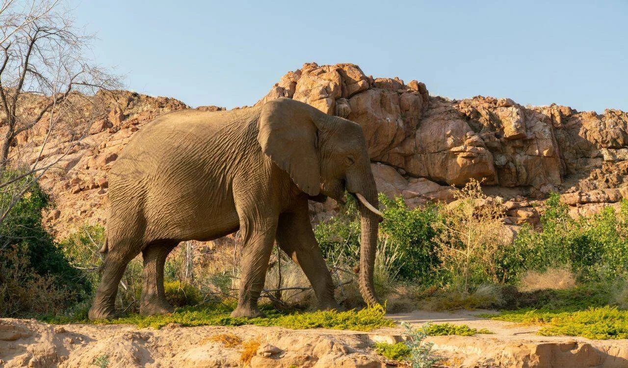 Elefante africano adulto con colmillos camina por un paisaje árido rocoso con vegetación escasa bajo cielo despejado.