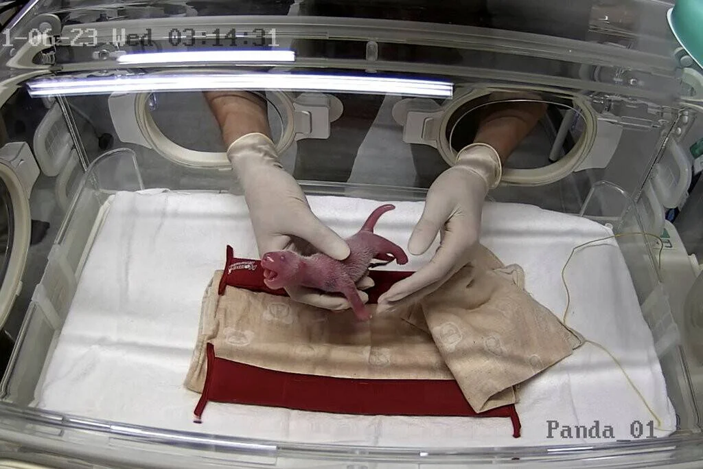 Veterinario con guantes sostiene una cría de panda gigante recién nacida dentro de una incubadora médica.