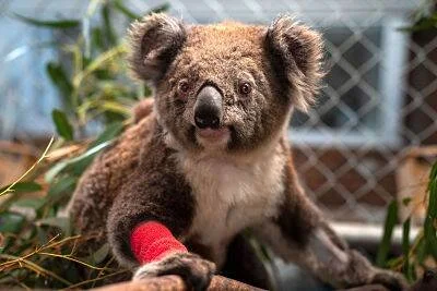 Koala con una pata vendada en rojo descansa entre ramas de eucalipto en un centro de rehabilitación de fauna silvestre.