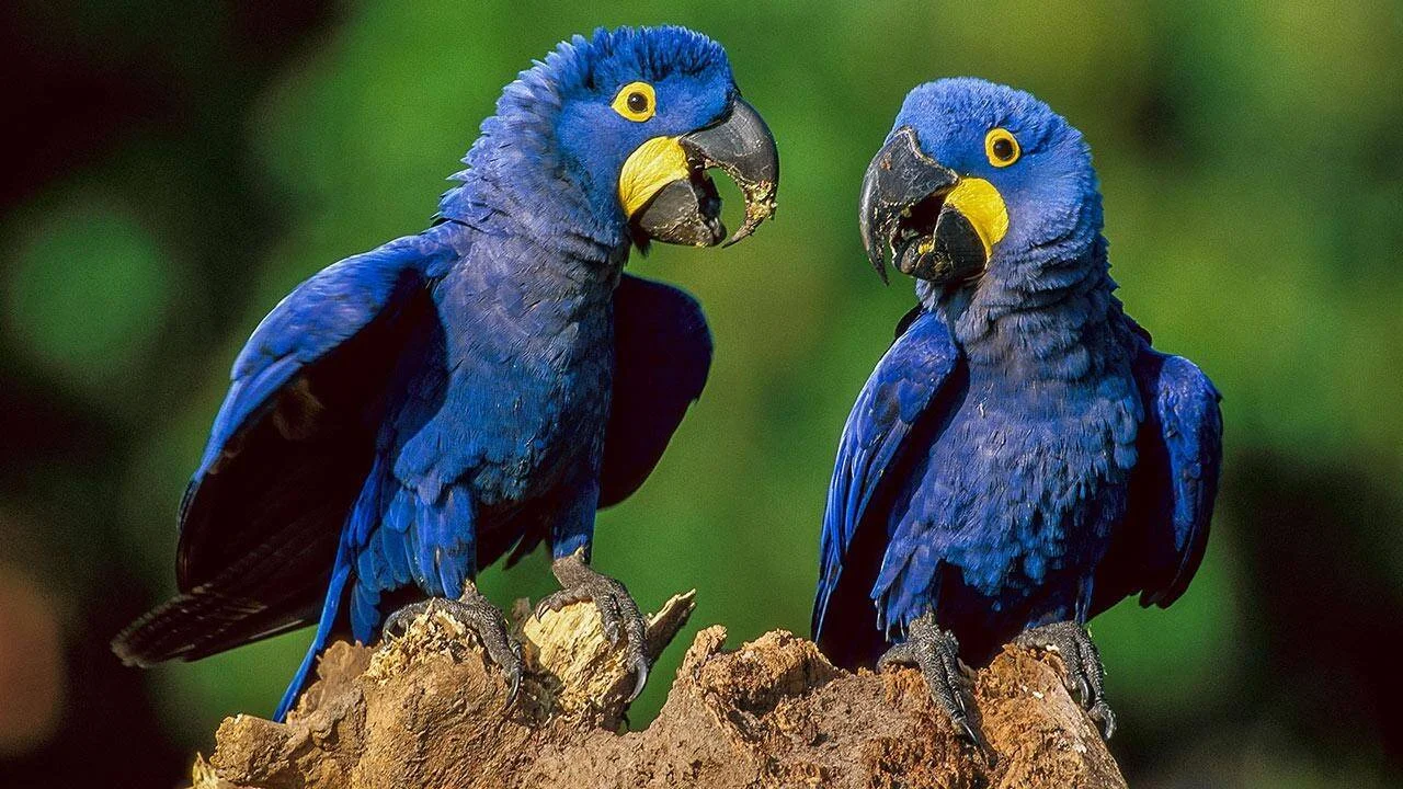 Dos guacamayos jacinto de plumaje azul intenso y pico amarillo posados juntos sobre una roca, con vegetación verde al fondo.