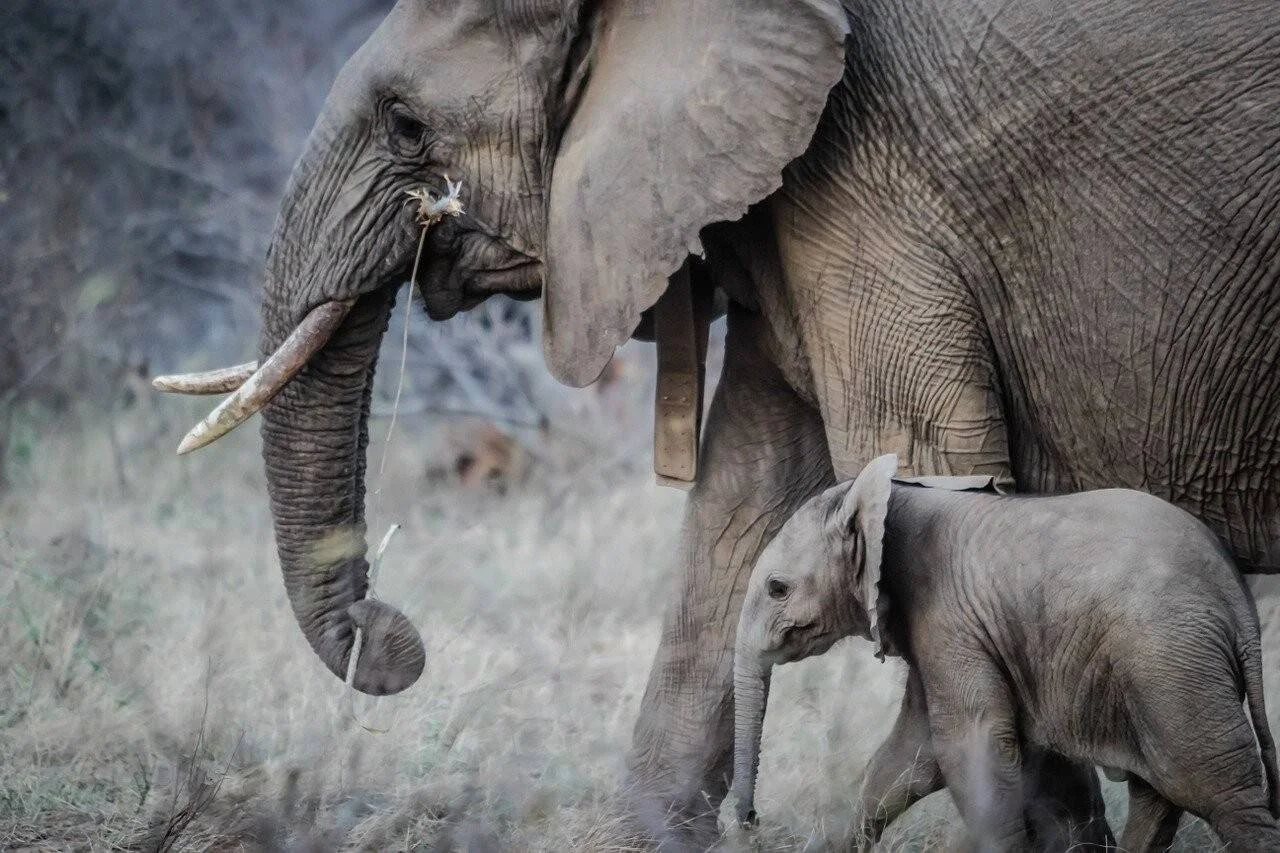 Una elefanta adulta con colmillo pasta junto a su pequeña cría en la sabana africana de hierba seca.