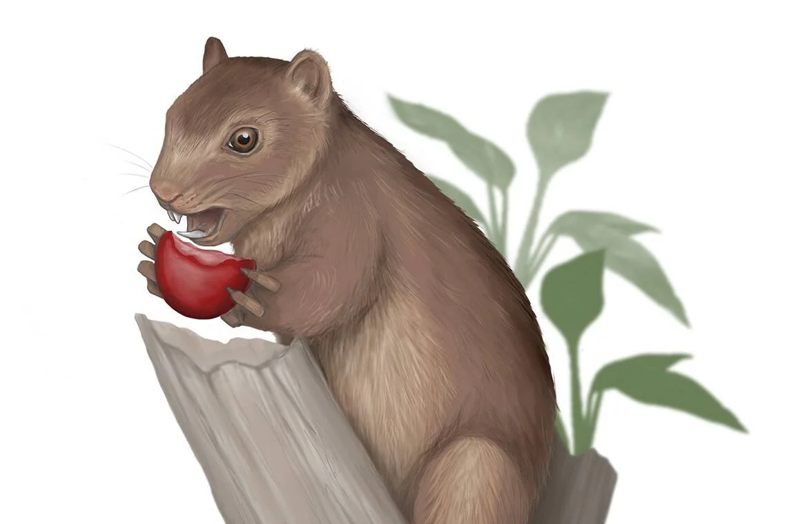 Reconstrucción artística de un roedor prehistórico sosteniendo y mordiendo un fruto rojo, sobre una superficie rocosa con plantas al fondo.