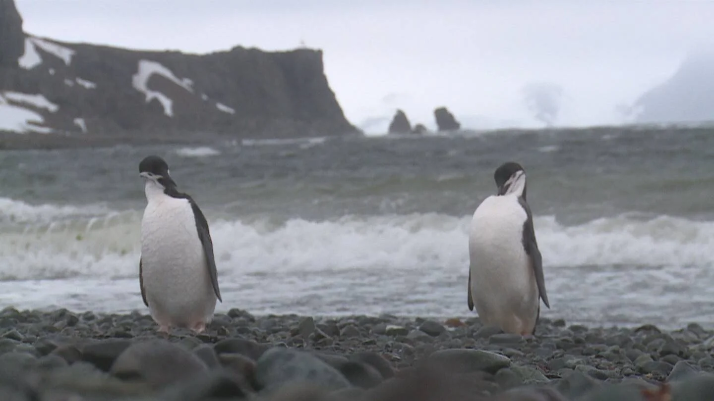 Dos pingüinos barbijo de pie sobre una playa de piedras frente al mar agitado en la Antártida.