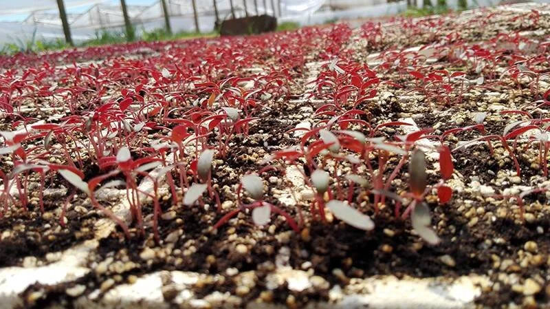 Cientos de pequeñas plántulas con tallos y hojas de color rojo intenso recién germinadas en sustrato de invernadero.
