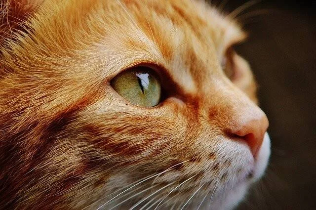 Primer plano del rostro de un gato naranja con llamativos ojos verdes mirando hacia arriba.