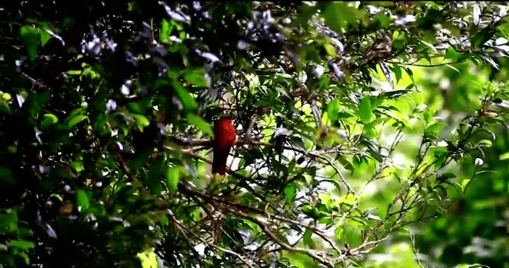 Un pequeño pájaro de plumaje rojo se posa sobre una rama entre el follaje verde de un árbol.