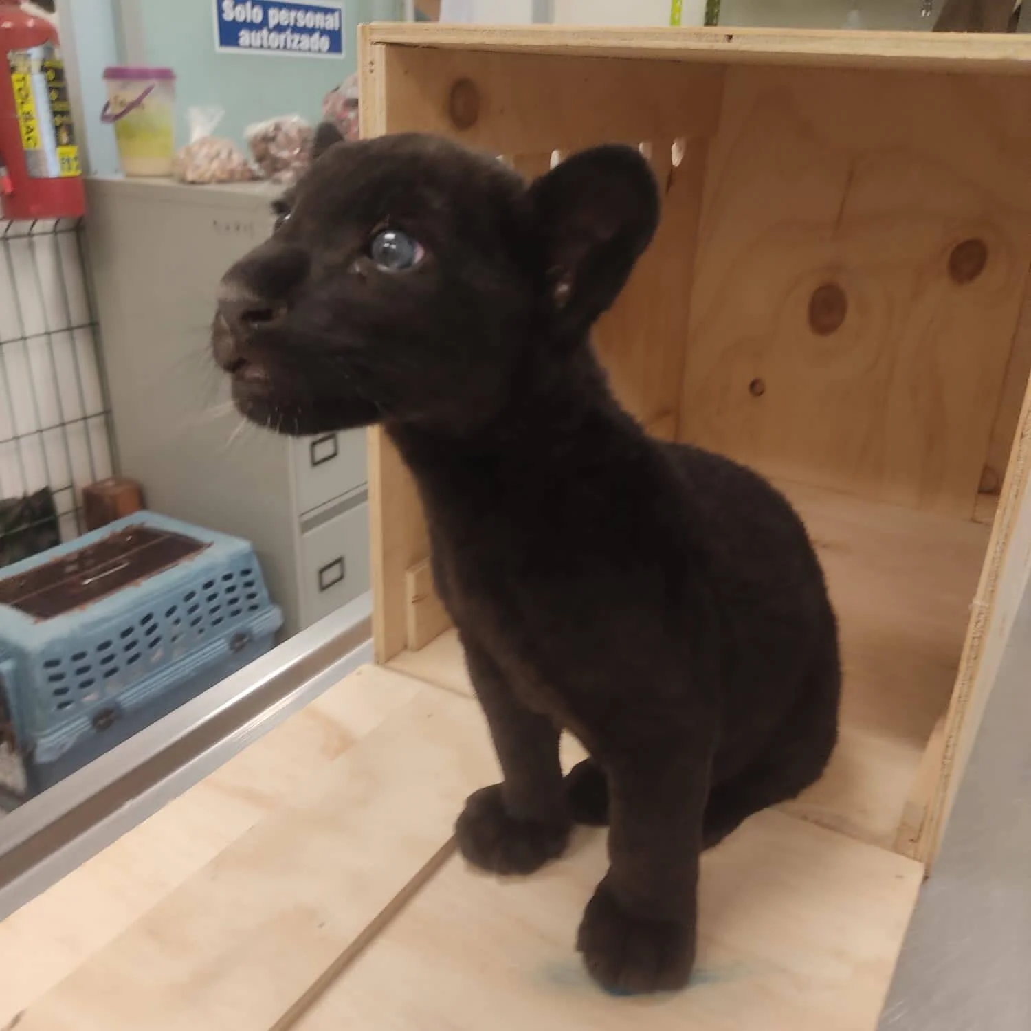 Cachorro de jaguar de pelaje negro sentado dentro de una caja de madera en instalaciones de personal autorizado.