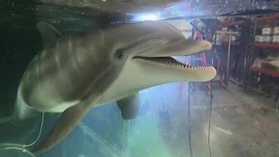 Delfín mecánico animatrónico con la boca abierta sumergido en un tanque de agua en un espacio de almacén.