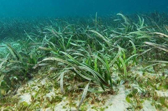 Densa pradera de pastos marinos con hojas largas y verdes sobre arena en el fondo del mar.